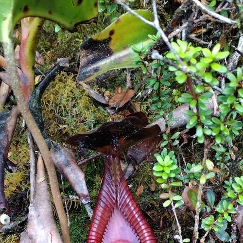 Nepenthes x Trusmadiensis