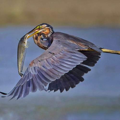 Photo #8629284
