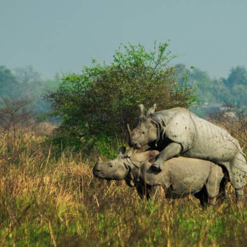 Photo #8629358