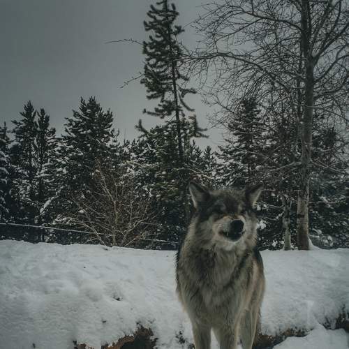 Photo #8631527