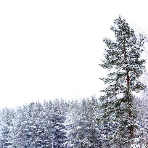 Photo #8631915