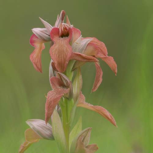 Wild orchids