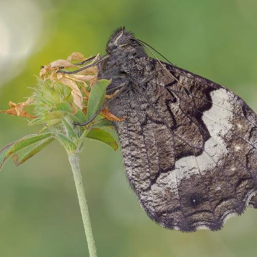 Photo #8632984