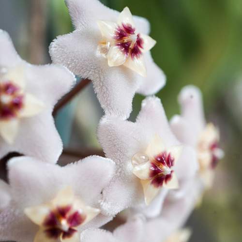 Hoya carnosa