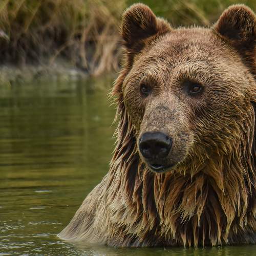 bear families