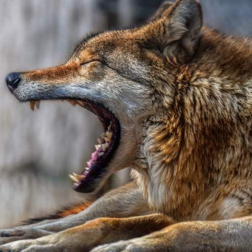 In the wolf pack