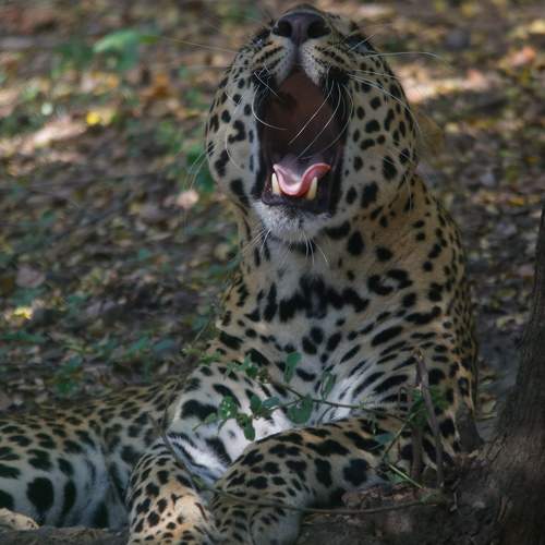 Leopard