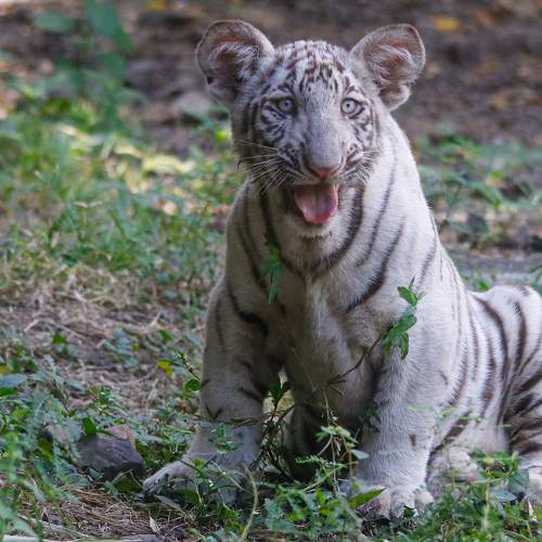 White tiger Cub