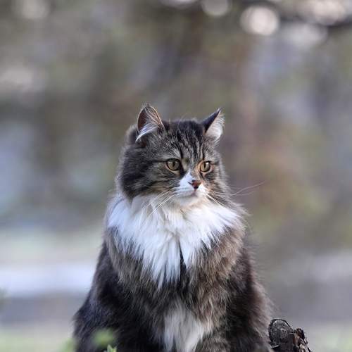 Photo #8637453