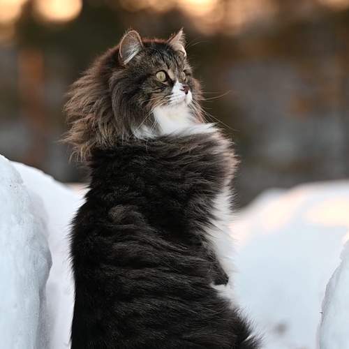 Photo #8637541