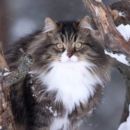 Photo #8637554