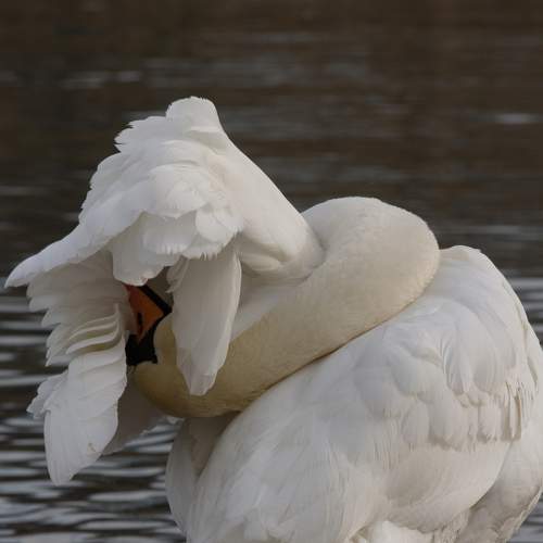 Photo #8637665