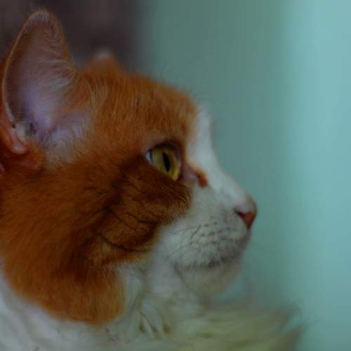 Photo #8637996