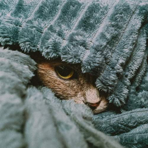 Photo #8638032