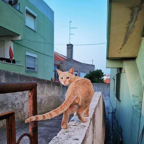 Photo #8638169