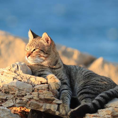 Photo #8638179