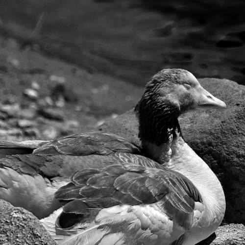 Photo #8638306