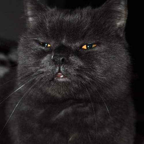 Photo #8638422