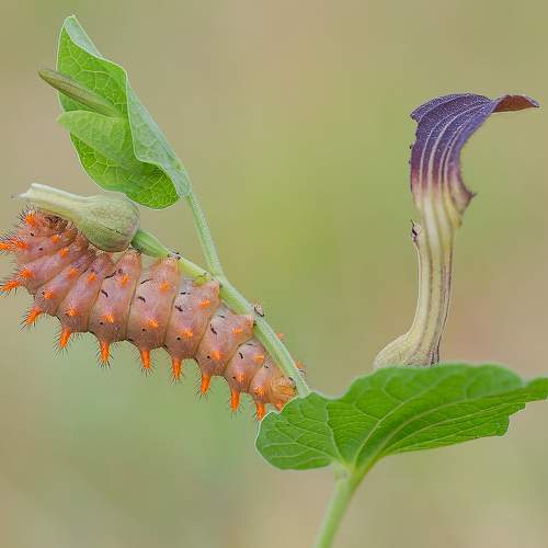 The magic of the microcosm, the caterpillars