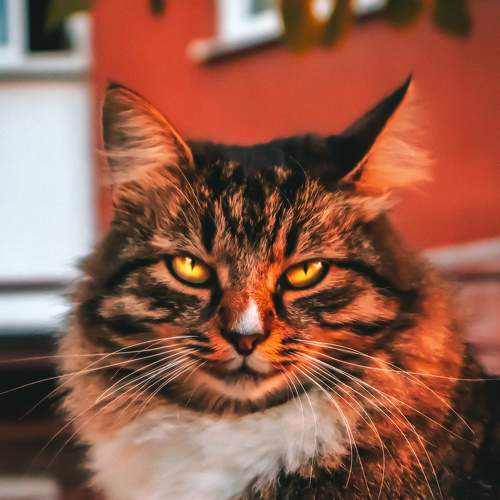 Photo #8638769