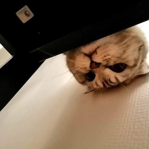 Photo #8638927