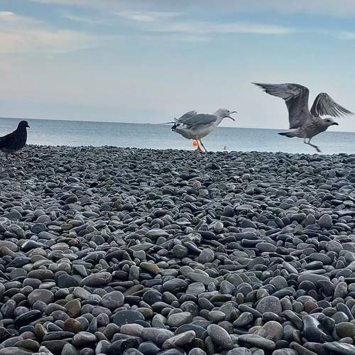 Скандал