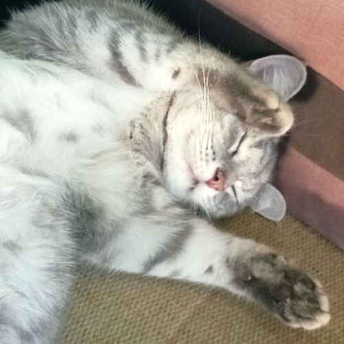 Photo #8639889
