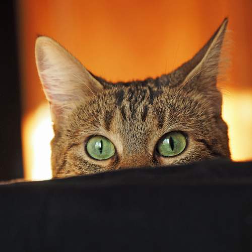 Photo #8640038