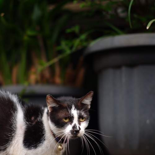 Photo #8640135