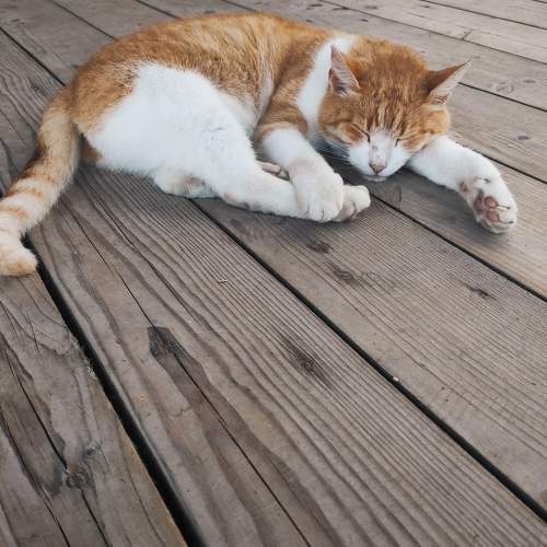 Photo #8640219
