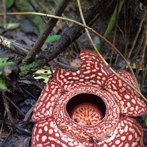 Rafflesia piracei