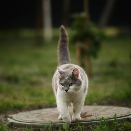 Photo #8640502