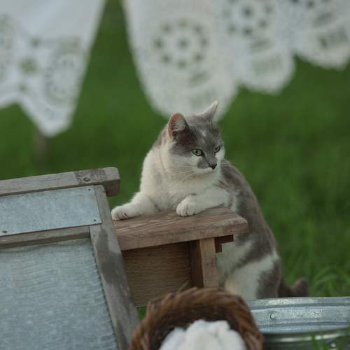 Photo #8640533