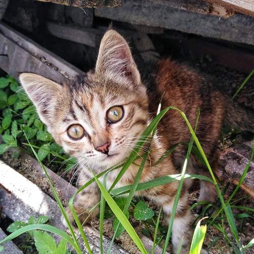 Photo #8640632