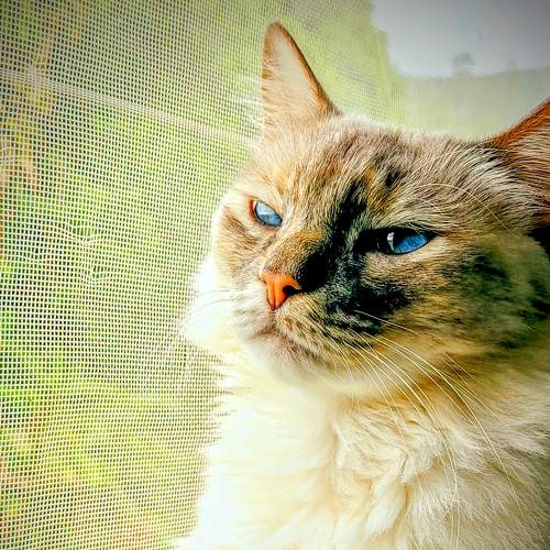 Photo #8640694