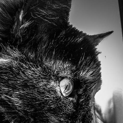 Photo #8640931