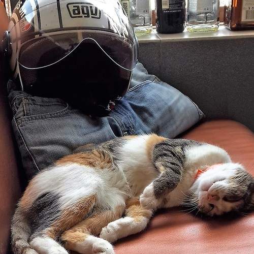 Photo #8641051