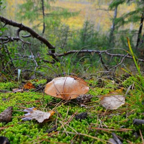 Photo #8641252