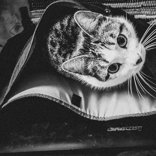 Photo #8641539