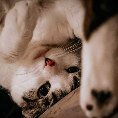 Photo #8641541