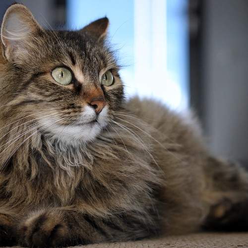 Photo #8641563