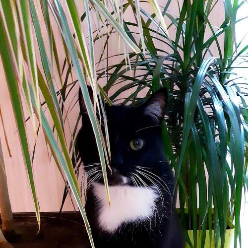 Photo #8641717