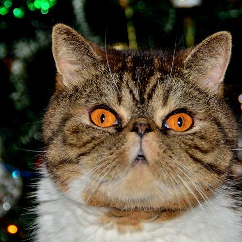 Photo #8641882
