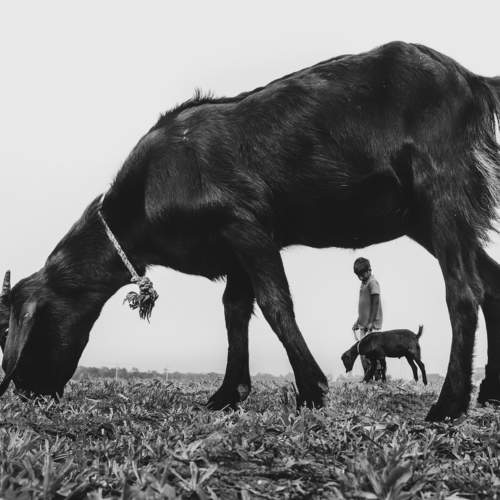 Rural Childhood