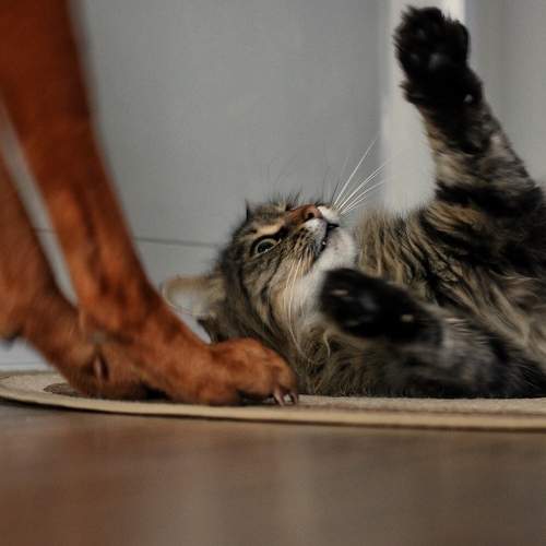 Photo #8642381