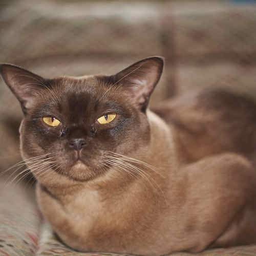 Photo #8642434
