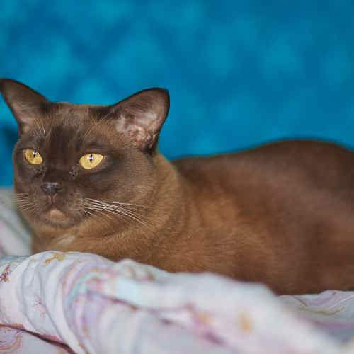 Photo #8642468