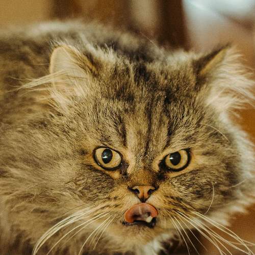 Photo #8642571
