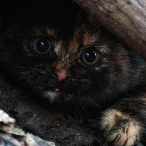 Photo #8642918