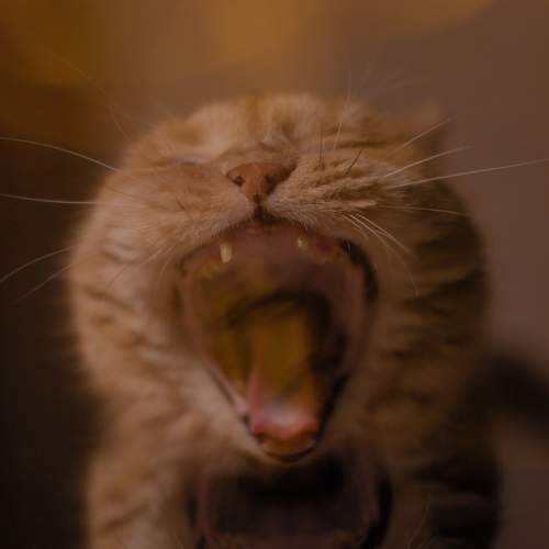 Photo #8643101